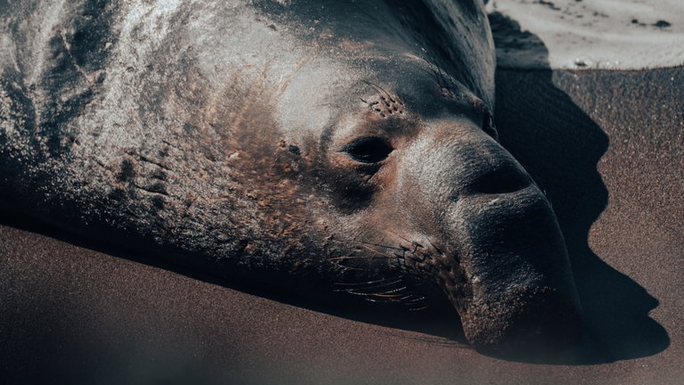 Cuando veas la bizarra forma en la que duermen estas focas, valorarás tu cama más que nunca