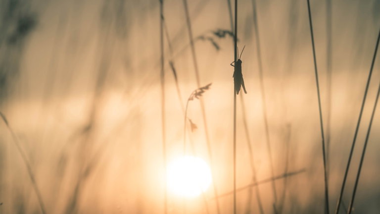 ¿Cuándo fue la última vez que viste un saltamontes? Estos insectos se enfrentan a una crisis sin precedentes