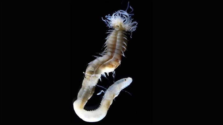 Hemos descubierto una nueva especie de gusano: ha sobrevivido extinciones, parece un alien... y brilla
