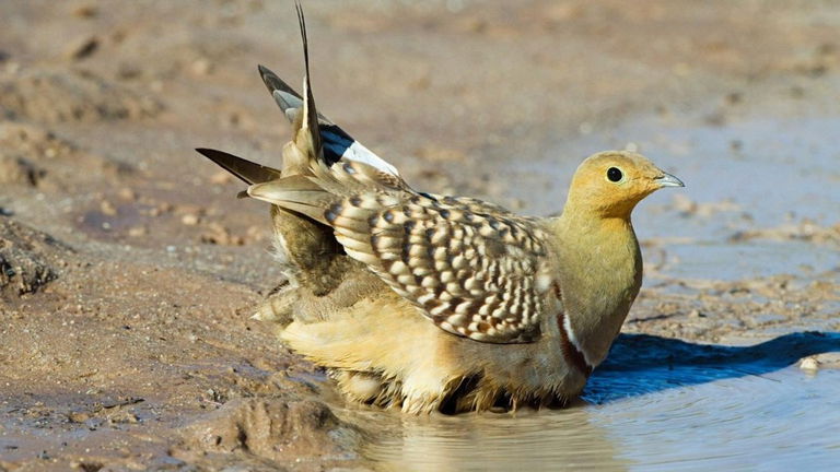De las plumas de este pájaro nace la receta para la botella de agua definitiva