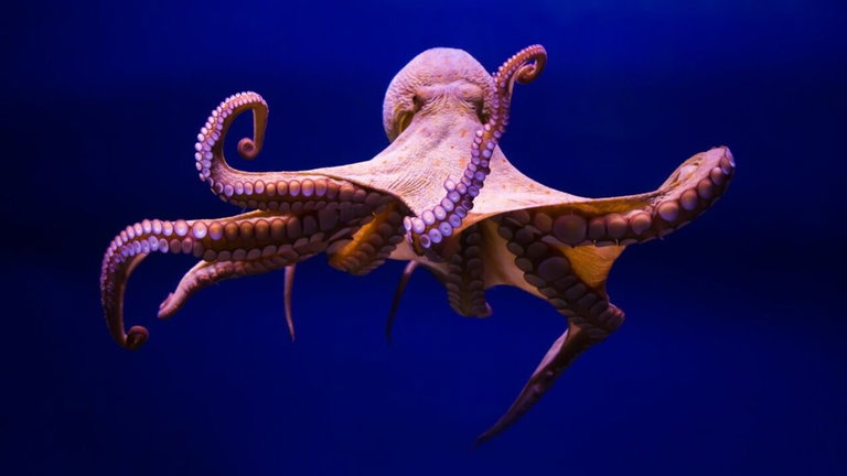 La ciencia tiene un nuevo reto: leerle la mente a los pulpos. De momento va por buen camino