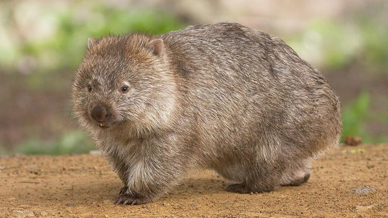 Los Wombats son el único animal del mundo cuyas heces son cuadradas, y este es su secreto