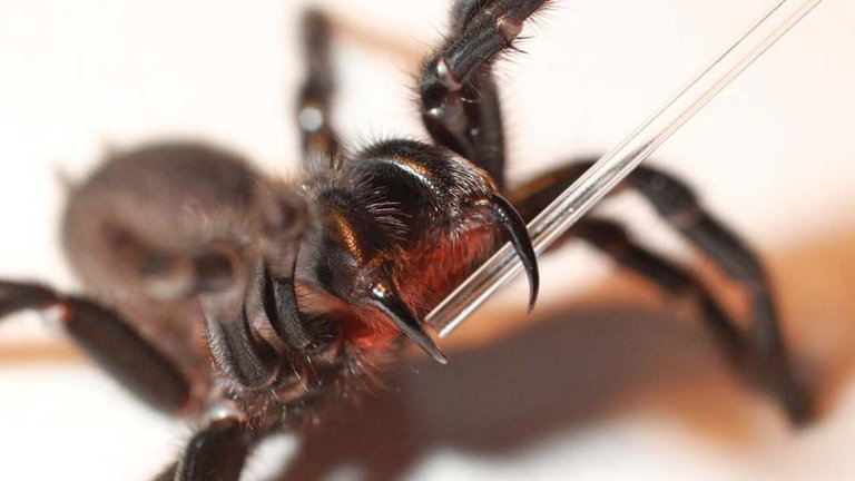 Como pilles a esta araña enfadada, la llevas clara: su veneno cambia con su estado de ánimo