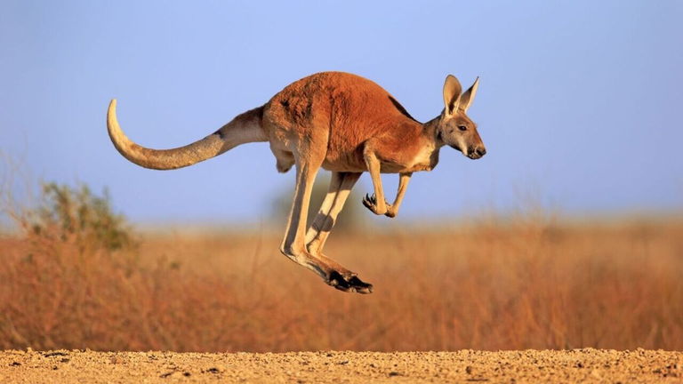 Estos animales están más evolucionados que cualquier mamífero, incluyendo a los humanos