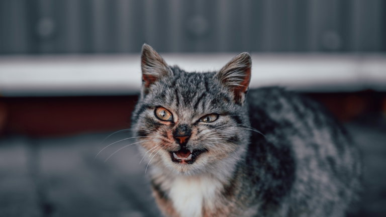 Estamos enganchados a "CatGPT": esta IA gatuna es tan simple como brillante
