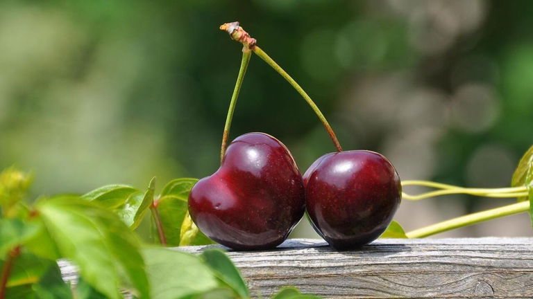 3 alimentos que contienen cianuro y son tóxicos en grandes cantidades