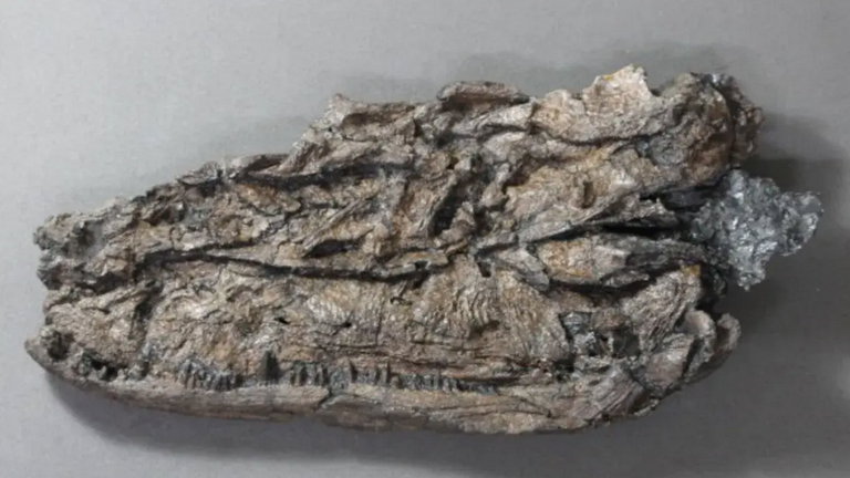 No es una piedra, es el pariente de los cocodrilos más anciano y espeluznante que hemos visto nunca