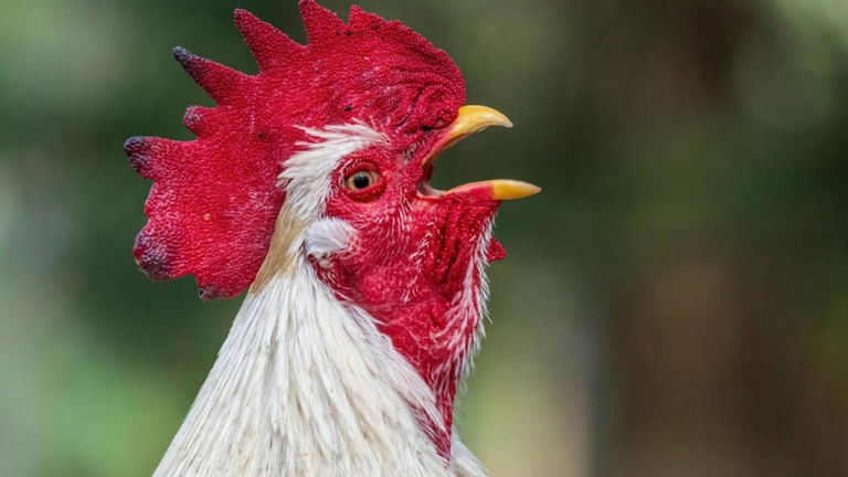 El canto del gallo es tan estridente como un caza despegando: así es como consiguen no quedarse sordos