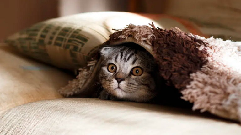 La ciencia ha hablado: esta es la mejor forma para llamar a tu gato si quieres que te haga caso