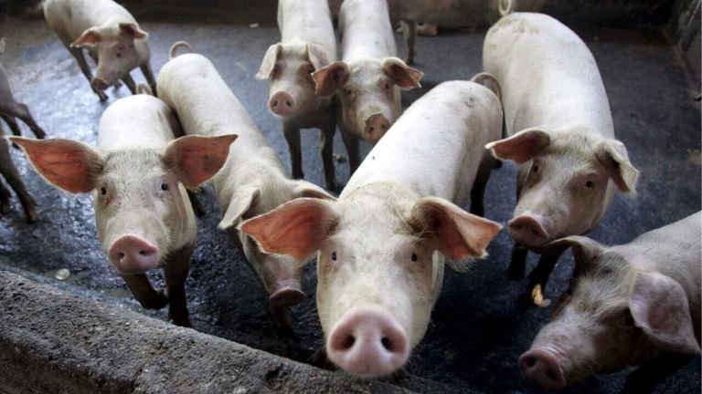 Las salchichas modificadas genéticamente pasan todos los filtros de salud y se venderán para consumo humano
