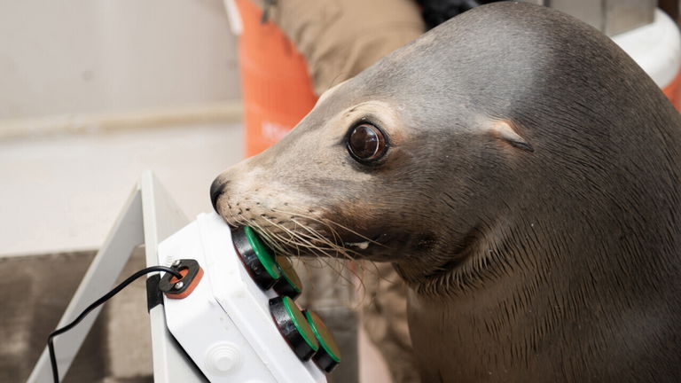 Así es como EEUU entrena a su ejército de leones marinos