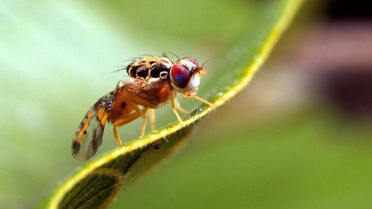 Han descubierto algo en las moscas comunes que las hace únicas en el reino animal