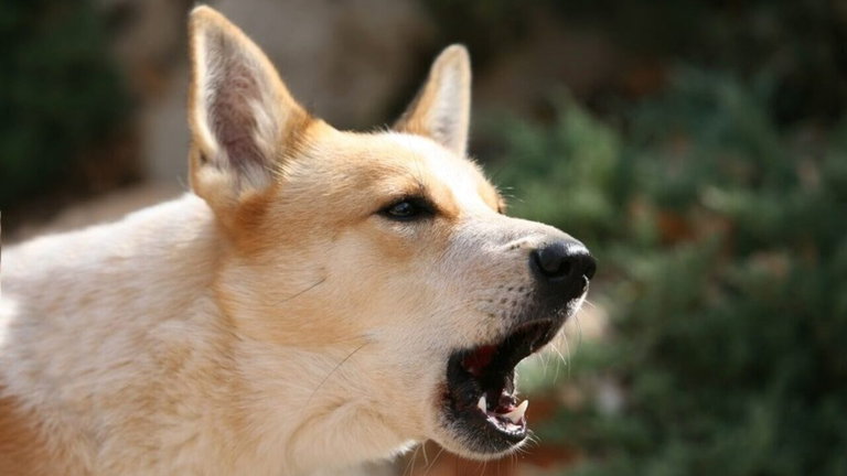 La IA nos está acercando a uno de nuestros grandes sueños: poder hablar con los animales