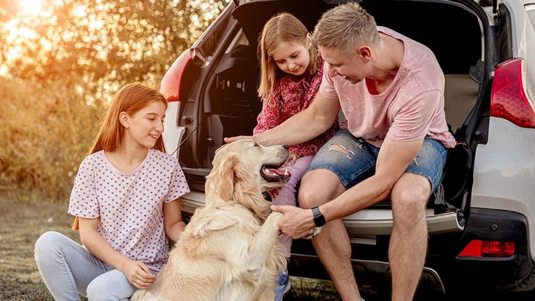 Cómo llevar un perro en el coche de forma correcta