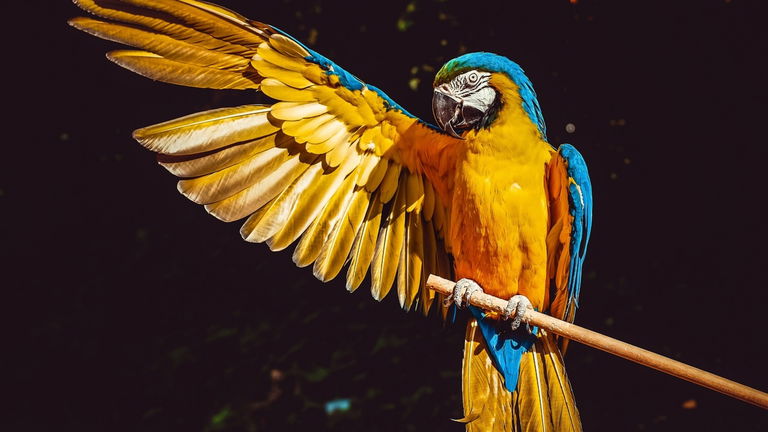 Qué animales está prohibido tener en casa con la nueva ley 2023