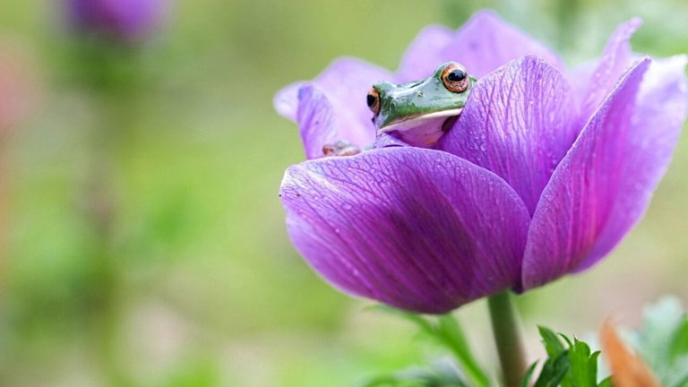 Avistamiento histórico: las ranas podrían ser más importantes para la naturaleza de lo que pensábamos