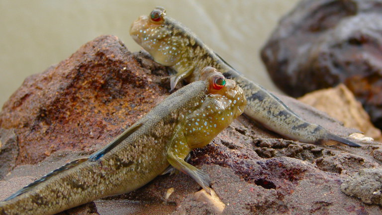 Dales las gracias a estos peces, quizá sean los responsables de uno de los grandes avances evolutivos humanos