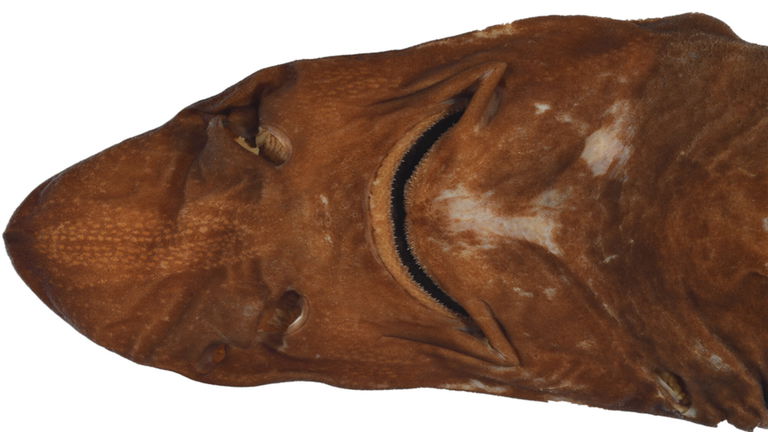 Ha aparecido una nueva especie de tiburón demonio de la manera más inusual. Tiene bien ganado su nombre