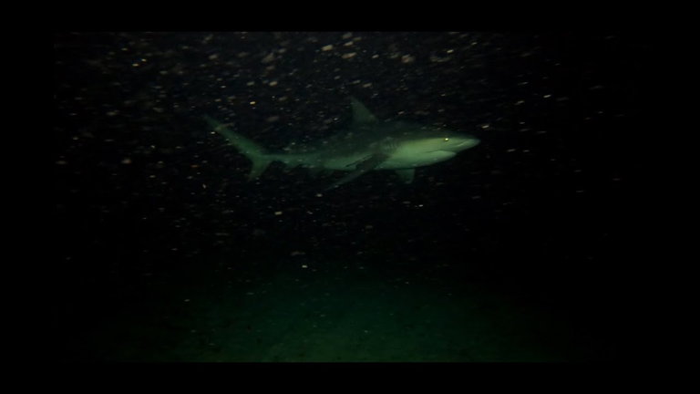 Esto es lo que se ve al tirar una GoPro por la borda de un crucero: un paraíso submarino