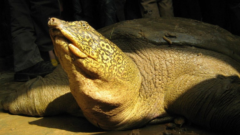 Ha muerto la última hembra de esta especie de tortuga gigante. Ahora la extinción es inminente