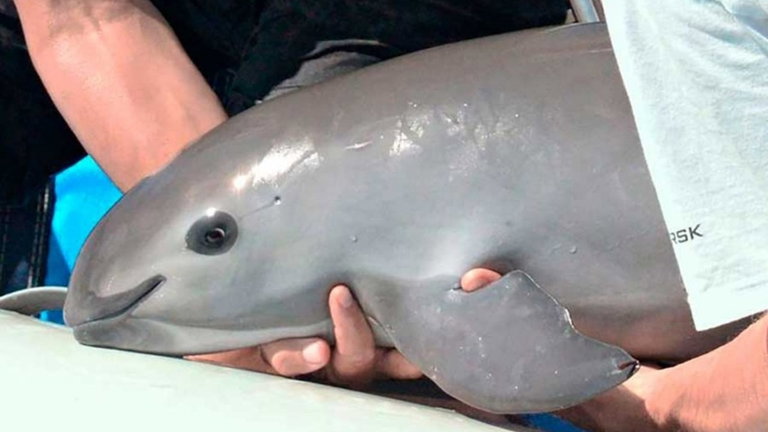 Esto es una vaquita, el primo más simpático de los delfines, y también el más amenazado