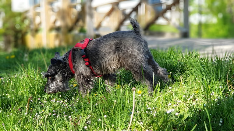 Esta es la razón por la que a tu perro le encanta comer hierba