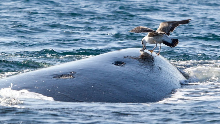 Gaviotas vs ballenas: una cruel y sorprendente guerra en ciernes en el Atlántico