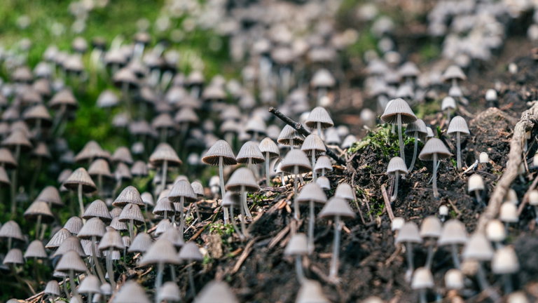 Un tercio de las emisiones de combustibles fósiles del planeta está bajo Tierra: las hongos tienen la culpa