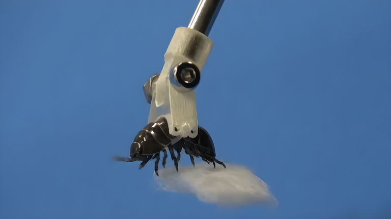 Utilizando insectos con un brazo robótico, un insólito método que funciona de lujo bajo el agua