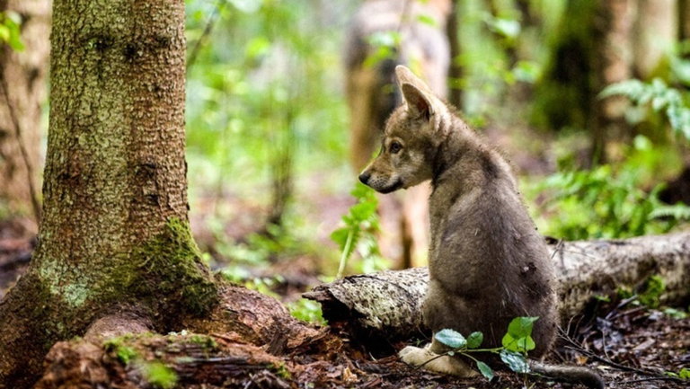 Qué es la CITES: cómo funciona y qué especies protege