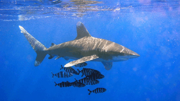 Este fue el ataque de tiburones más letal de la historia