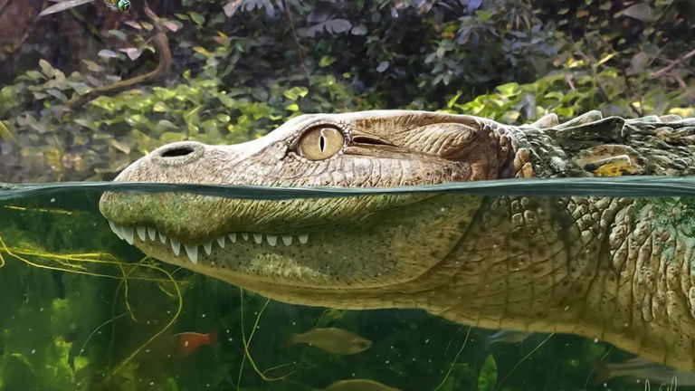 Descubren un fósil de una nueva especie de cocodrilo de morro corto, y parece sacado de los dibujos animados