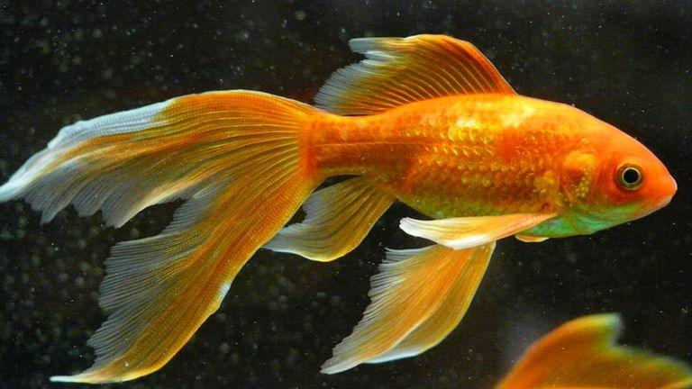 9 mitos sobre animales que la ciencia ha desmentido