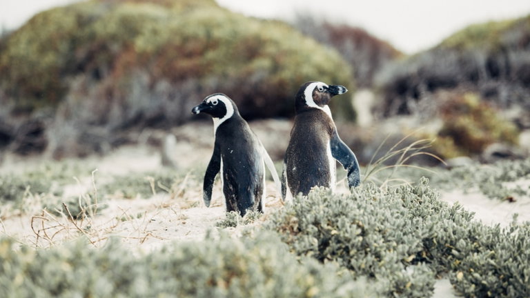 La ciencia se encuentra sin respuesta ante la aparición de 2.000 pingüinos muertos en Uruguay