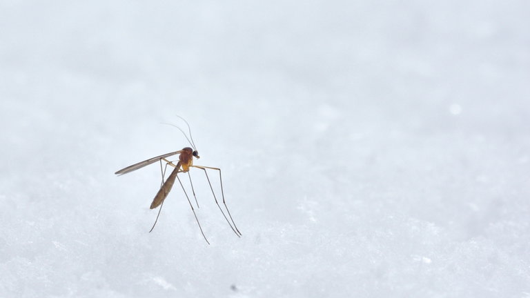 Remedios caseros para evitar picaduras de mosquito: los métodos que mejor funcionan según la ciencia