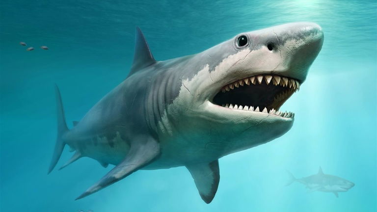 El megalodón hace justicia a su leyenda: la causa de su extinción pudo ser su temible voracidad