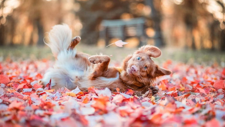 Este concurso de fotografía busca captar el lado divertido de tus mascotas: los resultados hablan por sí solos
