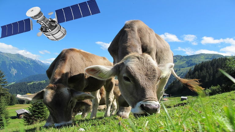 La vez que cayó un satélite y tuvo la víctima más inesperada: una vaca
