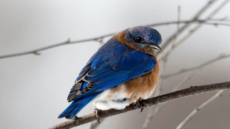 Restos en ámbar demuestran cómo los pájaros lograron sobrevivir a las grandes extinciones