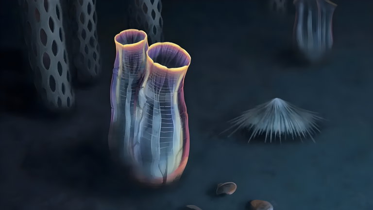 Esta extraña criatura marina es nuestro antepasado más antiguo, así lo indica este estudio