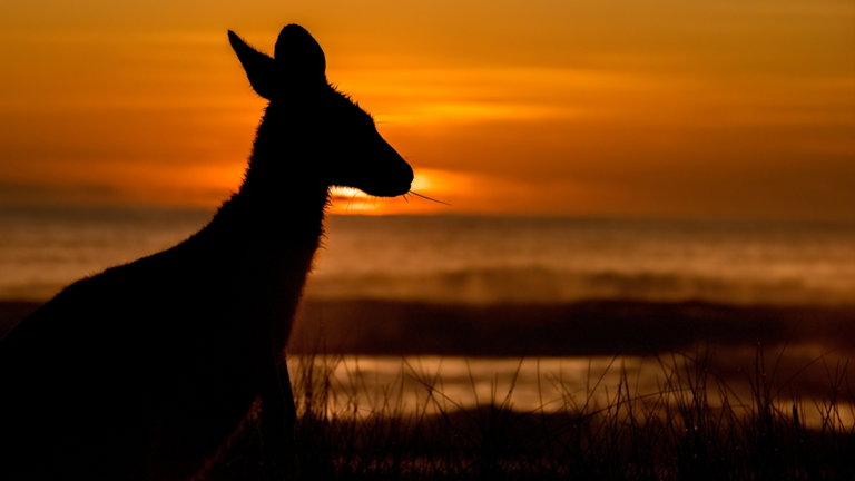 Esta especie animal podría guardar el secreto para aquellas personas aquejadas de lesiones de rodilla