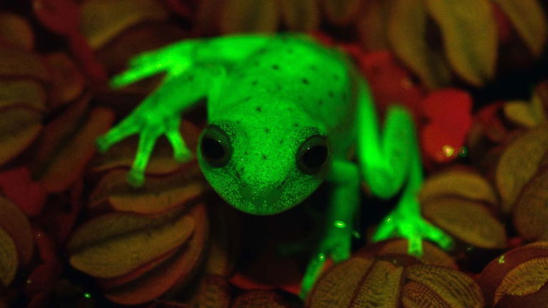 Los científicos descubren que las ranas brillan por la noche: este es el motivo y la razón por lo que lo hacen