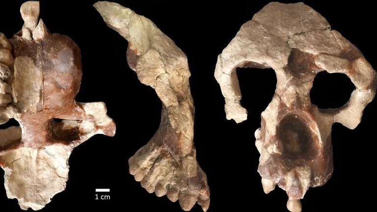 Este fósil podría cambiar la historia humana: nuestros antepasados estuvieron antes en Europa que en África
