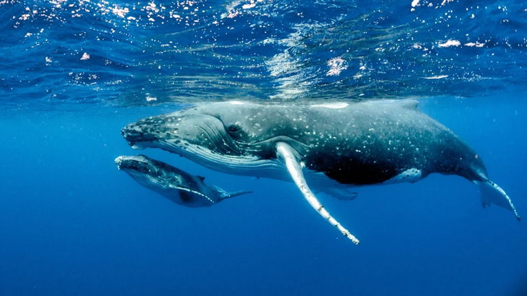 Pesa 180 kilos y es capaz de bombear 220 litros de sangre: así es el colosal corazón de la ballena azul