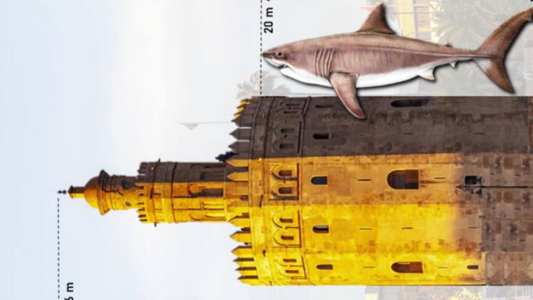 Esta infografía del megalodón junto a la Giralda tiene una explicación científica detrás