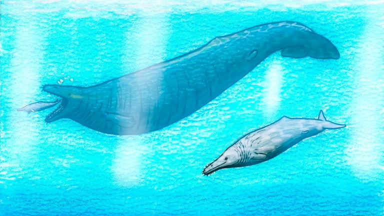 Podía pesar 320 toneladas y medir 20 metros: hallan en Perú el mayor mamífero prehistórico jamás descubierto
