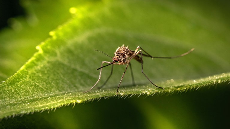 Bill Gates está liberando millones de mosquitos en Colombia, pero hay una buenísima razón para ello