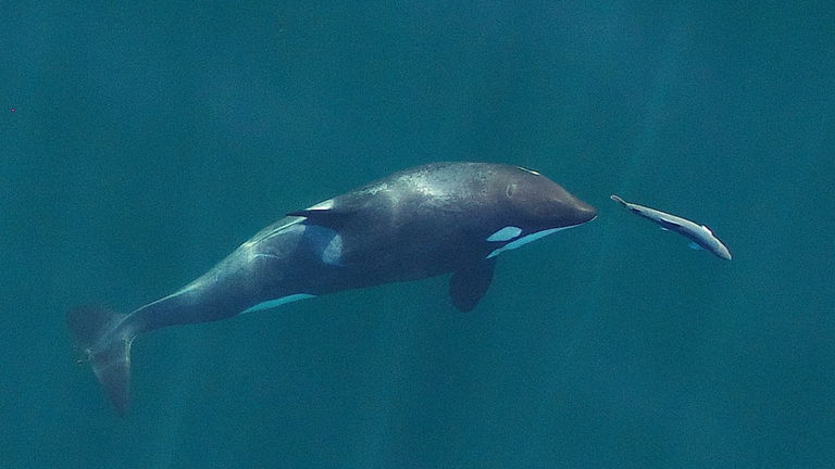 Las ballenas asesinas juegan con sus presas antes de comérselas: esta es la razón por lo que lo hacen
