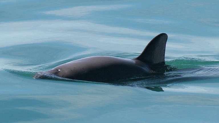 Es una de las ballenas más pequeñas del mundo y acaba de ser declarada en peligro de extinción