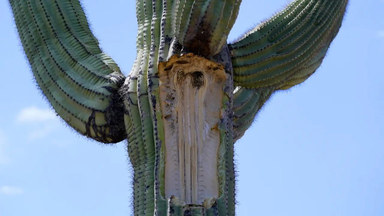 Sabes que hace calor porque los cactus se quedan sin brazos: hasta el 90% de sus especies están en peligro